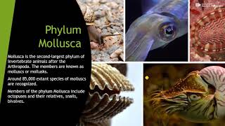 Phylum mollusaclass gastropodaceohalopoda bivalvia [upl. by Sander556]