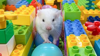 Hamster Escapes Room Maze OBSTACLE COURSE Prison Maze 5 [upl. by Enom26]