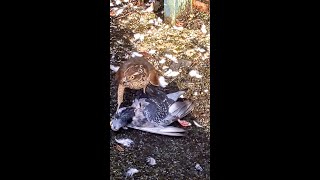 Sparrowhawk eats street pigeon alive UK [upl. by Alenson522]