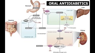 Antidiabéticos orales [upl. by Nochur392]