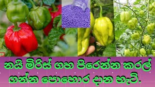 🌶️🌶️🌶️💯නයි මිරිස් අස්වනු නෙළන අව්දියේදී පොහොර යෙදීම💯🌶️🌶️🌶️UDARA VLOGS [upl. by Hsemar]