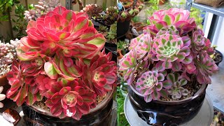 Growing Beautiful Aeonium Pink Witch  Soil Cuttings amp Potting  Growing Succulents with LizK [upl. by Sheryl]