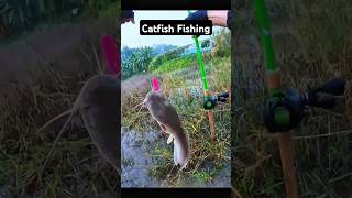 Catfish fishing fishinglife fishtank fisherman fishvideo river aquarium catfish fish craft [upl. by Socem81]