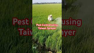 Fighting Pests amp Fungus with Taiwan Sprayers  Valxtra Trozen amp Permethrin on 2Acre Paddy Field 🌾 [upl. by Nadabas198]