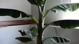 Growing Banana Tree Indoors in Minnesota [upl. by Prader328]