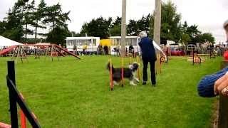 Newbury Show 2013 Dog agility relay [upl. by Dollar525]