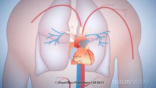 The 50year quest to replace warfarin by Nature Video [upl. by Cynthy]