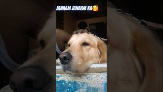 🥰Janaam Janaam Ka goldenretriever Lisa pets shortsfeed bollywood [upl. by Retse]