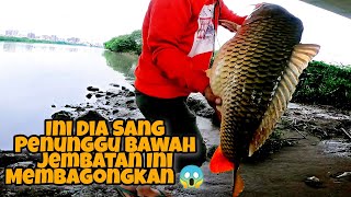 Ternyata Dibawah Jembatan Ada Ikan Mas Babon 83 kg Super Besar [upl. by Libyc]