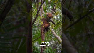 quotFascinating Facts About the Curious Coatiquot coati wildlife interestingfacts [upl. by Marlin]