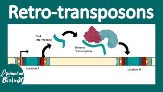 Retrotransposons  Retroviral retro transposon  Non LTR retrotransposon  LINEs and SINEs  molbio [upl. by Ennadroj954]