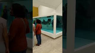 Museo Jumex  Damien Hirst  video2  artecontemporaneo arte museosdemexico museos [upl. by Gilus]