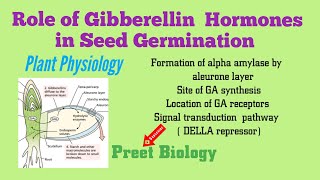 Role of Gibberellin Hormones in Seed Germination ll Plant Physiology [upl. by Eanat180]