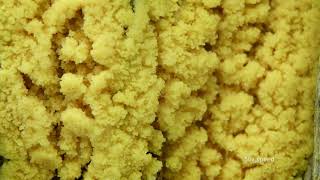 Slime mold timelapse  Schleimpilze  Myxomycetes  Fuligo septica [upl. by Schoenburg574]