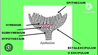 thallus of pezizastructure of apothecium [upl. by Barra]