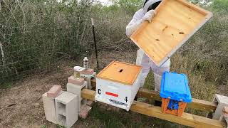 Four New Hives for 2024 [upl. by Nalahs]