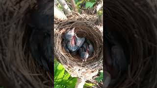 Poove poochudava song birds love emotions ❤cute [upl. by Jermayne183]