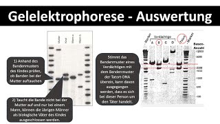 Gelelektrophorese  Auswertung  Anwendungsaufgaben Vaterschaftstest  Biologie Oberstufe 12 [upl. by Wiseman]