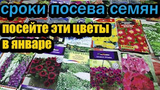 ОБЯЗАТЕЛЬНО ПОСЕЙТЕ ЭТИ ЦВЕТЫ В ЯНВАРЕ ЧТОБЫ В МАЕ ПЫШНО ЦВЕЛИ [upl. by Layod]