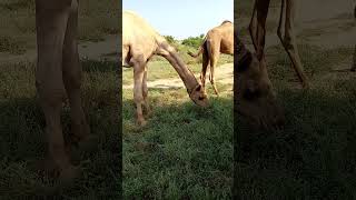 camel grazing grass Thar Sindhshortvideo enojy [upl. by Nnaillij]