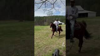 tennessee walking standardbred racking horse Little Whitefoot [upl. by Ailegra425]