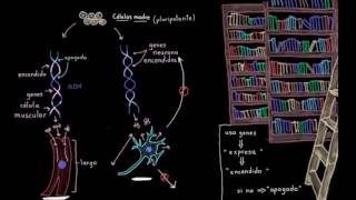 Especialización celular diferenciación  Biología  Khan Academy en Español [upl. by Andonis325]