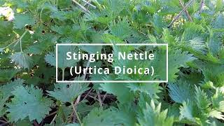 Stinging Nettle Urtica Dioica  Foraging UK [upl. by Ees824]