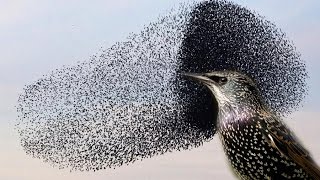 You wont believe this INCREDIBLE Starling murmuration [upl. by Vander581]