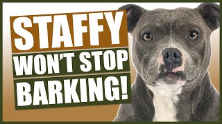 How To Stop Your STAFFORDSHIRE BULL TERRIER Barking [upl. by Nylirek475]