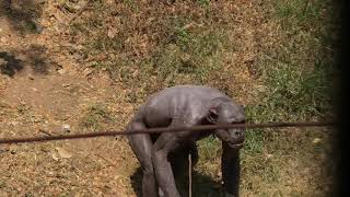 GURU the human like chimpanzee at Mysore Zoo being naughty 🙈 [upl. by Aurelia386]