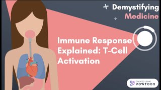 Immune Response Explained TCell Activation [upl. by Switzer969]