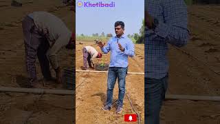 Shevga Cultivation  सुधारीत तंत्राने शेवगा लागवड  Khetibadi  Sachin Patil [upl. by Egag]