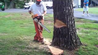 bent tree tree cutting [upl. by Riba718]