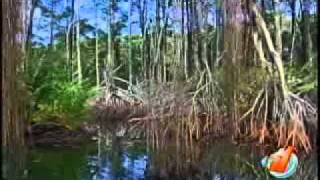 La Laguna de Gandoca es un paraíso natural de nuestro país que pocos conocen [upl. by Narruc]