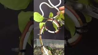 Have you tried this method yet bonsai nature [upl. by Dianna391]