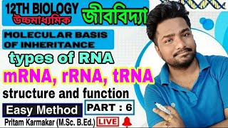 Types of RNA  mRNA rRNA tRNA structure amp function  WBCHSE Class 12 Biology Chapter 6 in bengali [upl. by Otnicaj664]