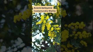 Acacia baileyana Cootamundra Wattle [upl. by Calypso]