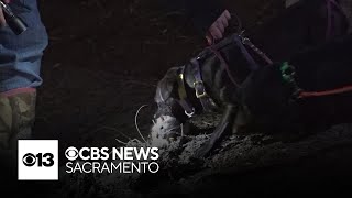 Volunteers hit Sacramento streets at night with dogs to hunt for rats [upl. by Eveleen412]