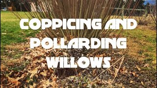 Coppicing and Pollarding Willows [upl. by Darsey]