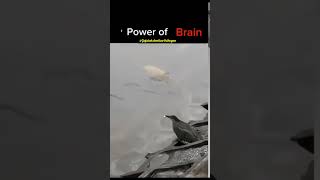 Power Of Brain birdslover crow thasavatharamkamalahasan powerofbrainbrain generalknowledgeTN [upl. by Maximilien]