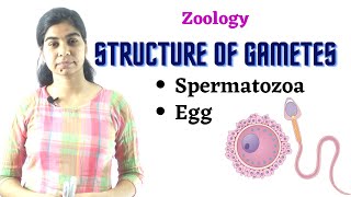 Structure of gametes  Spermatozoa and Egg  Zoology [upl. by Deonne]