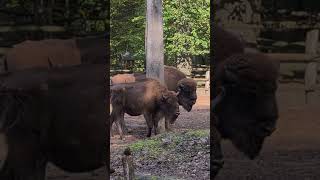 Wisent im Naturpark Bison in the nature park [upl. by Kamila]