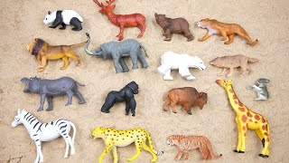 Lion Elephant Cheetah Giraffe Bear Tiger Zebra Wolf Zoo Animals Toy Wild Animals for Kids [upl. by Annaihs277]