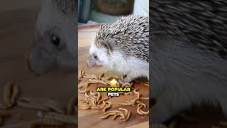 Amazing Interesting Facts About Pygmy hedgehogs  interesting facts animals [upl. by Annawit]