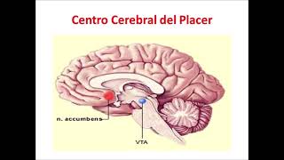 El Centro Cerebral del Placer VTA NAc y Septo [upl. by Scammon]