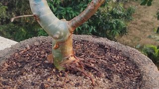 BONSAI PLANT FOR BEGINNER  GUGGUL PLANT  MUKUL PLANT commiphora wightii [upl. by Ahsinaj443]