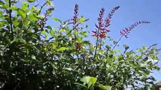 Coral Bean Firemans Helmet  or Cap Erythrina x bidwillii LLampDs quotPlant Pick of the Dayquot [upl. by Nelaf53]