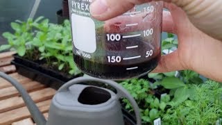 Feeding Seedlings with Seaweed Extract [upl. by Rebmyt973]