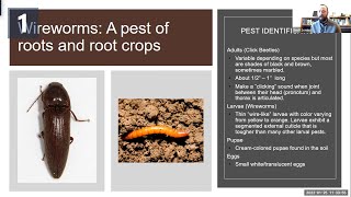 Managing Wireworms in Root Crops  Research Nugget [upl. by Grissel]