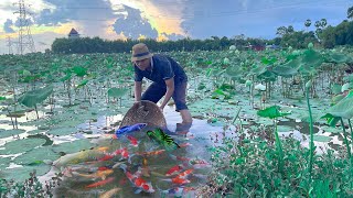 Catching Betta Fish And Wild Betta Fish At The Countryside Unbelievable Catching Episode 15 [upl. by Lenee95]